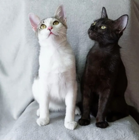 Котенок Никуся в добрые руки. В дар!, котенок 9 месяцев
