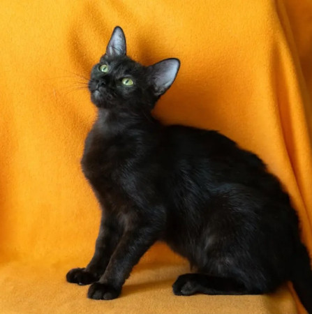 Котенок Никуся в добрые руки. В дар!, котенок 9 месяцев