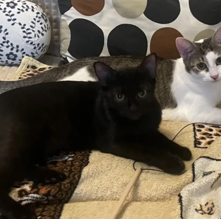 Котенок Никуся в добрые руки. В дар!, котенок 9 месяцев