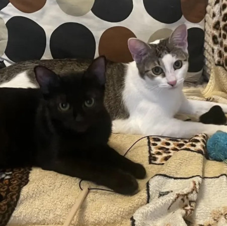 Котенок Марсик в добрые руки. В дар!, котенок 9 месяцев