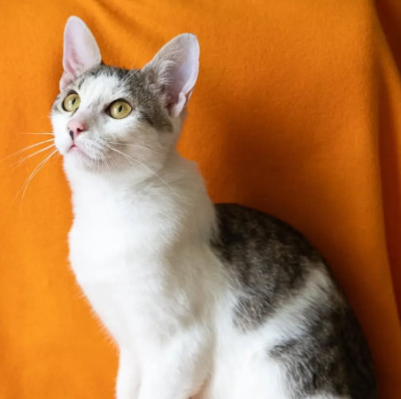 Котенок Марсик в добрые руки. В дар!, котенок 9 месяцев