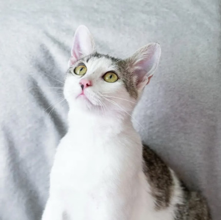 Котенок Марсик в добрые руки. В дар!, котенок 9 месяцев