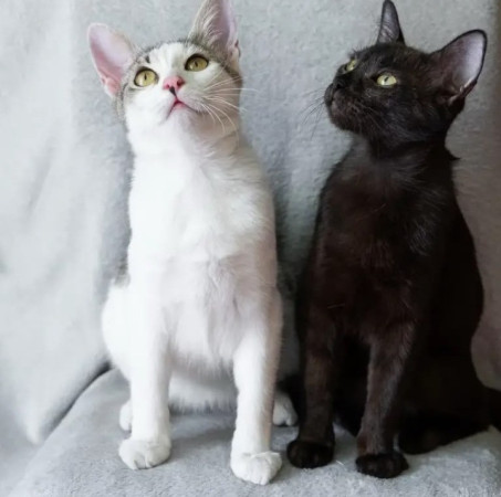 Котенок Марсик в добрые руки. В дар!, котенок 9 месяцев