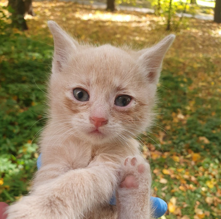 Бездомные малыши, ﻿котенок 1 месяц
