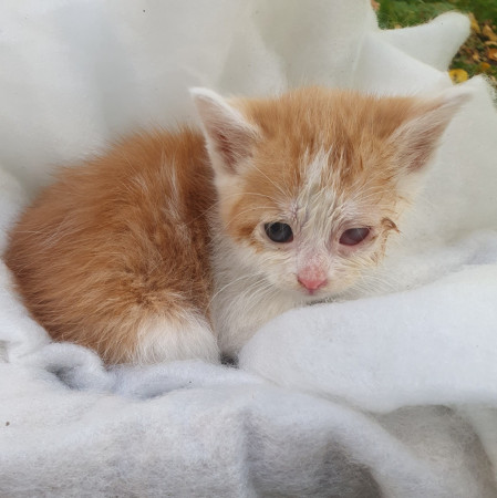 Бездомные малыши, ﻿котенок 1 месяц