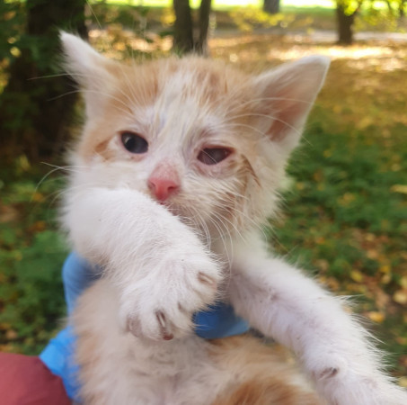 Бездомные малыши, ﻿котенок 1 месяц