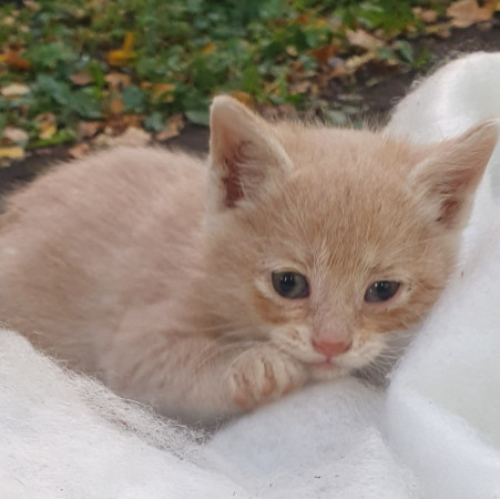 Бездомные малыши, ﻿котенок 1 месяц