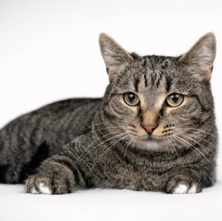 Полосатая кошечка Ирбис в добрые руки., Полосатый, Раменское, Кошка в хорошие руки