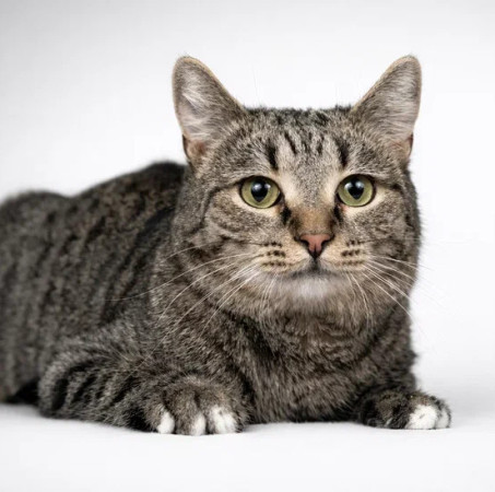 Полосатая кошечка Ирбис в добрые руки., Полосатый, Раменское, Кошка в хорошие руки