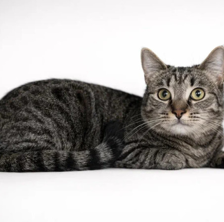 Полосатая кошечка Ирбис в добрые руки., Полосатый, Раменское, Кошка в хорошие руки