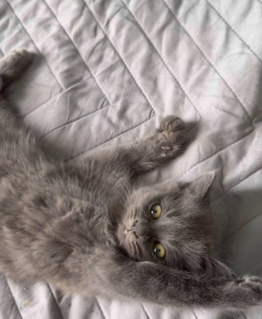 Котенок по имени Мышка ищет добрую семью. В дар!, котенок 3 месяца