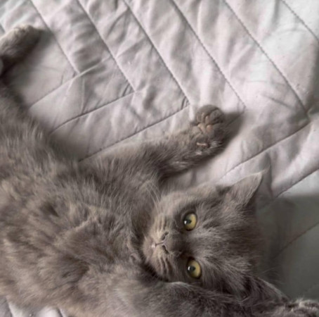Котенок по имени Мышка ищет добрую семью. В дар!, котенок 3 месяца