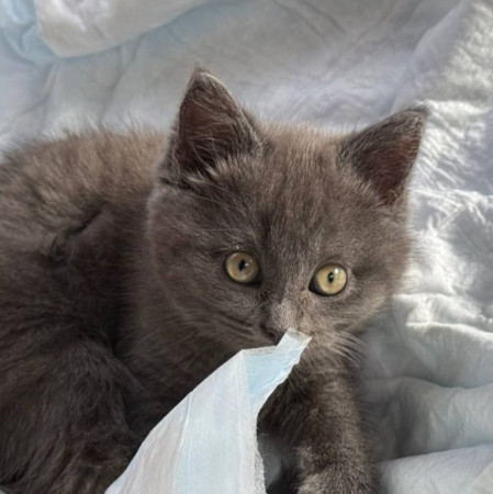 Котенок по имени Мышка ищет добрую семью. В дар!, котенок 3 месяца