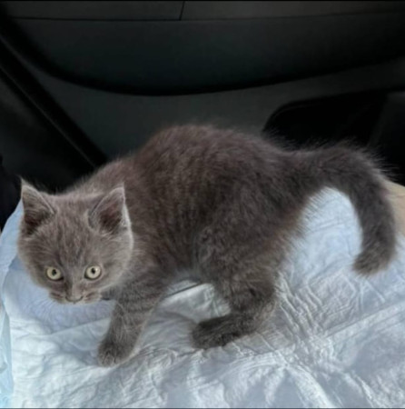 Котенок по имени Мышка ищет добрую семью. В дар!, котенок 3 месяца