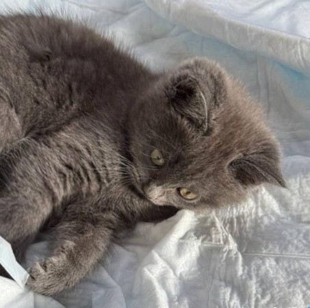 Котенок по имени Мышка ищет добрую семью. В дар!, котенок 3 месяца