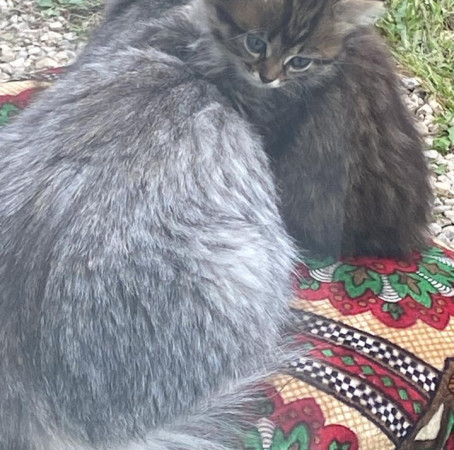 отдам в добрые руки