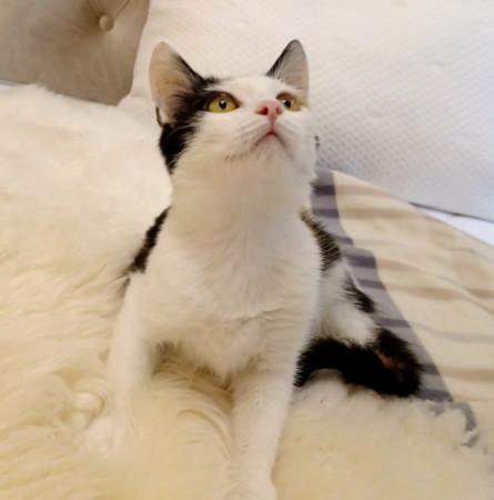 Котёнок Мурочка ищет дом! В дар!, котенок 4 месяца