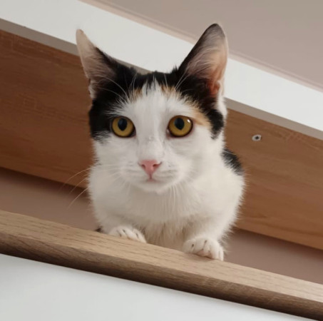 Котёнок Мурочка ищет дом! В дар!, котенок 4 месяца