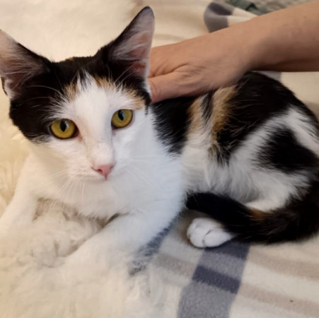 Котёнок Мурочка ищет дом! В дар!, котенок 4 месяца