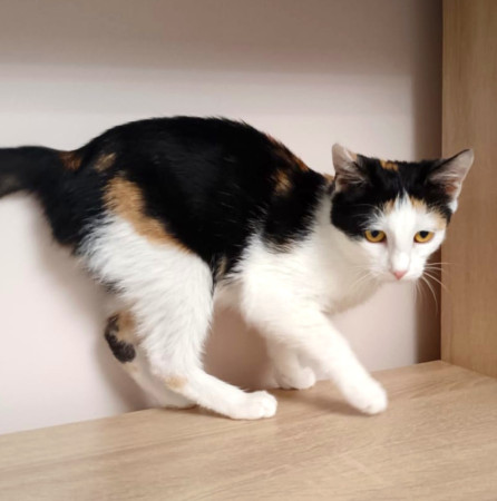 Котёнок Мурочка ищет дом! В дар!, котенок 4 месяца
