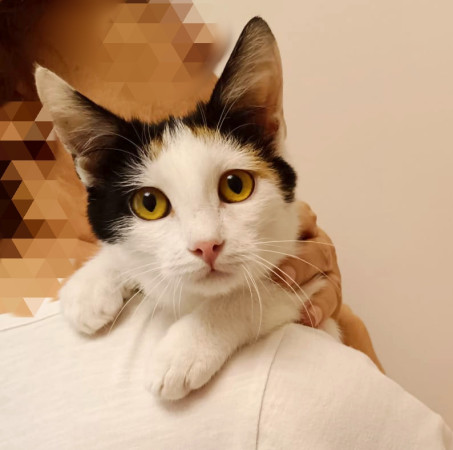 Котёнок Мурочка ищет дом! В дар!, котенок 4 месяца