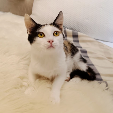 Котёнок Мурочка ищет дом! В дар!, котенок 4 месяца