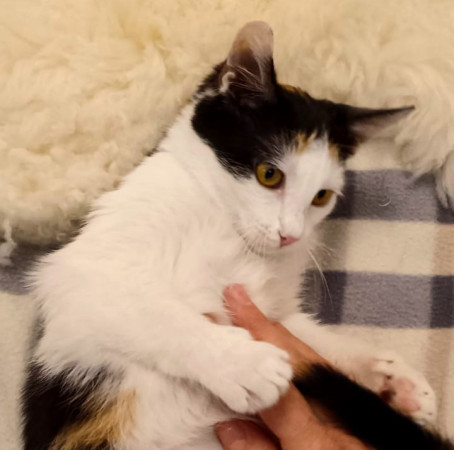 Котёнок Мурочка ищет дом! В дар!, котенок 4 месяца