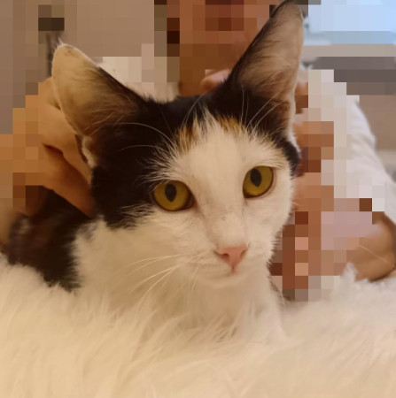 Котёнок Мурочка ищет дом! В дар!, котенок 4 месяца