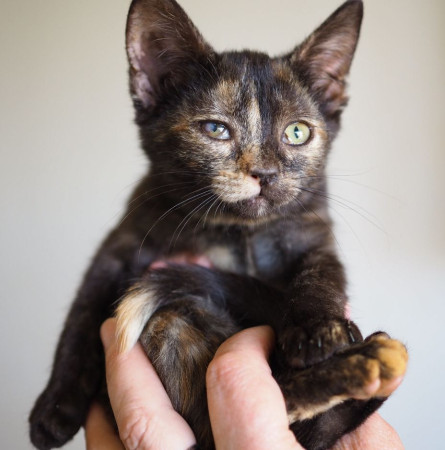 Очаровательные котята 2 месяца ищут дом! , котенок 2 месяца