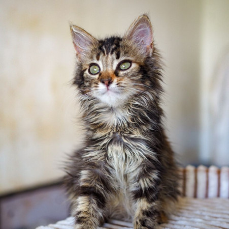 Очаровательные котята 2 месяца ищут дом! , котенок 2 месяца