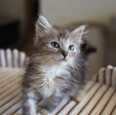Очаровательные котята 2 месяца ищут дом! , котенок 2 месяца