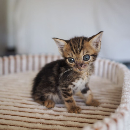 Очаровательные котята 2 месяца ищут дом! , котенок 2 месяца