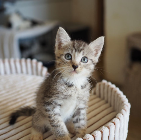 Очаровательные котята 2 месяца ищут дом! , котенок 2 месяца