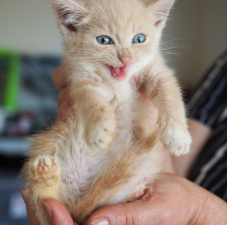 Очаровательные котята 2 месяца ищут дом! , котенок 2 месяца
