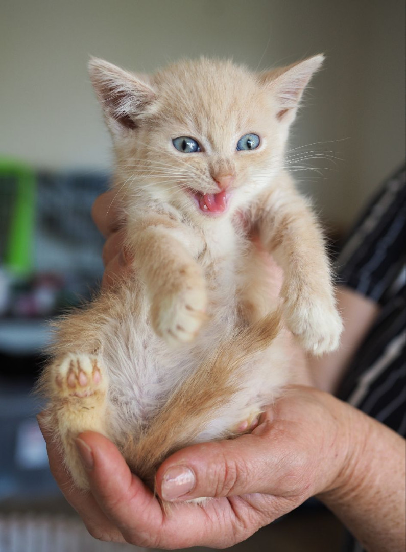 Очаровательные котята 2 месяца ищут дом! , котенок 2 месяца