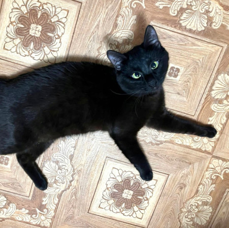 Косоглазый черный кот Тень в дар!, Черный, Яхромская, Кот в добрые руки