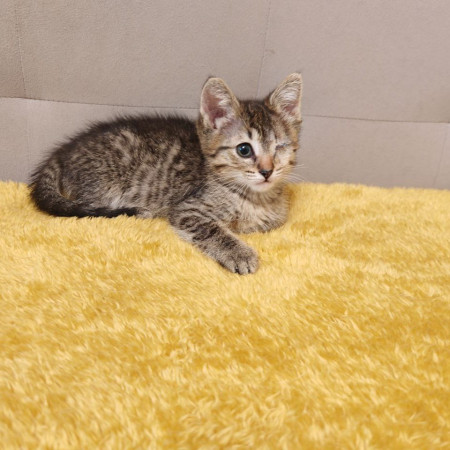 Молли, котенок 2 месяца