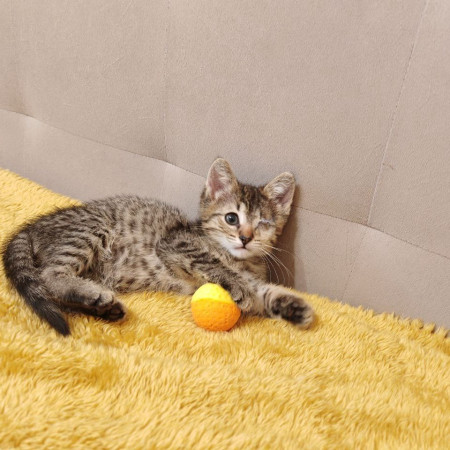 Молли, котенок 2 месяца