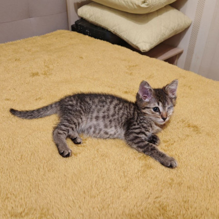 Молли, котенок 2 месяца