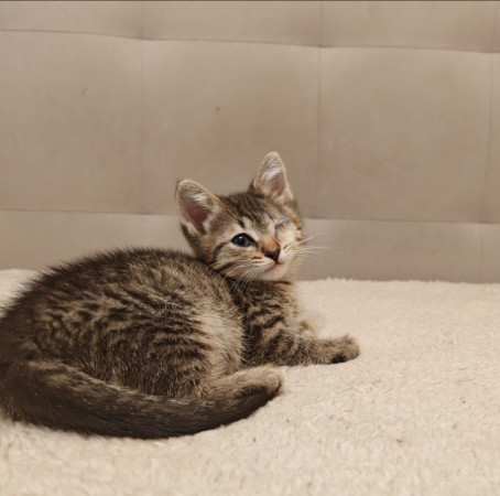 Молли, котенок 2 месяца