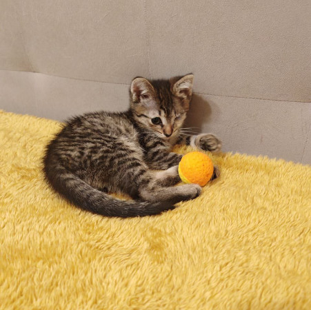 Молли, котенок 2 месяца