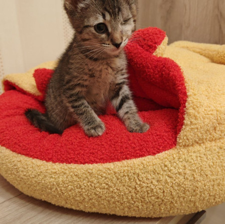 Молли, котенок 2 месяца