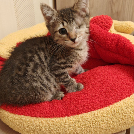 Молли, котенок 2 месяца