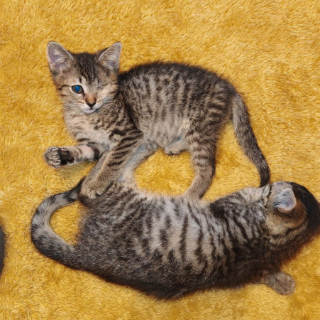Молли, котенок 2 месяца