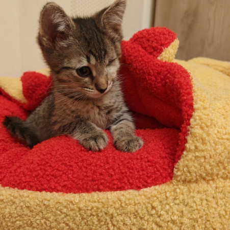 Молли, котенок 2 месяца
