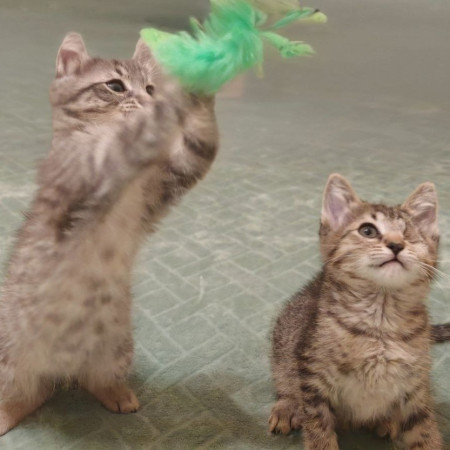 Молли, котенок 2 месяца