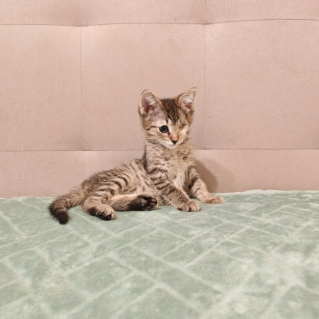 Молли, котенок 2 месяца