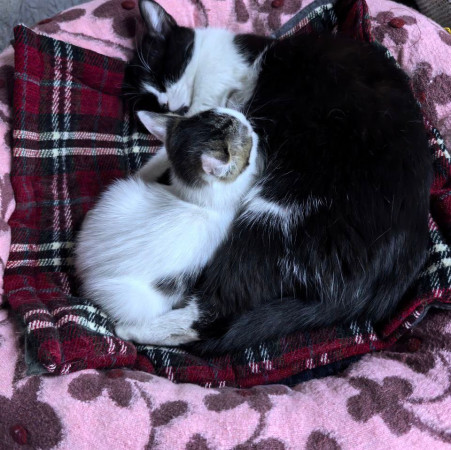 Котенок Вита ищет дом , котенок 2 месяца