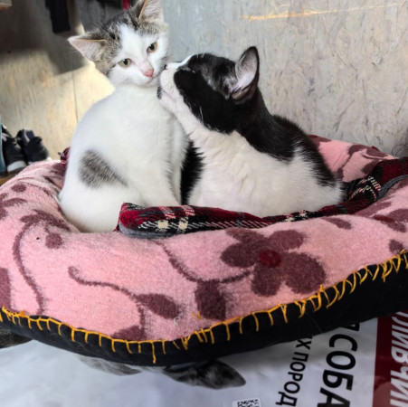 Котенок Вита ищет дом , котенок 2 месяца