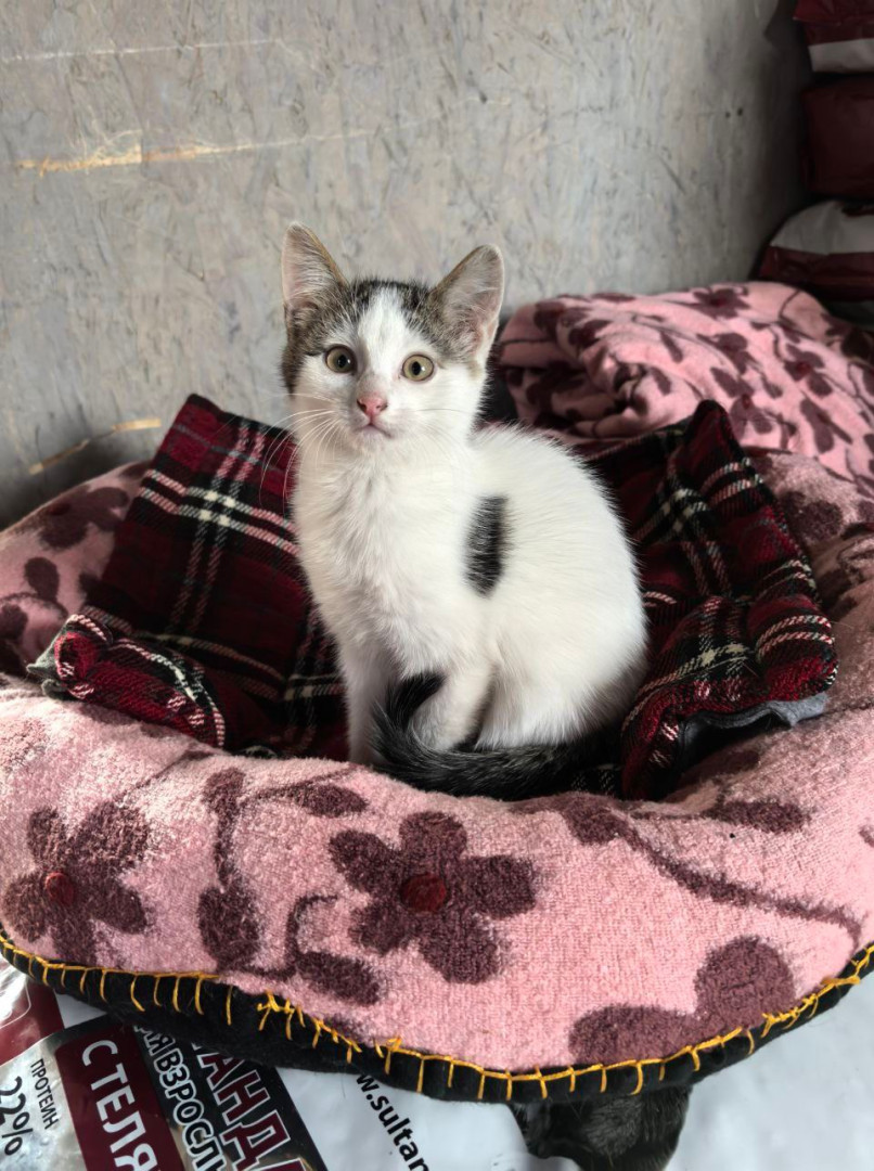 Котенок Вита ищет дом , котенок 2 месяца